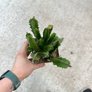 Stapelia gigantea 4" - Carrion Flower
