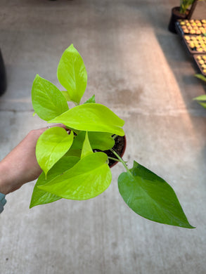 Epipremnum aureum neon 4