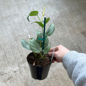 Scindapsus Silver Hero 4"