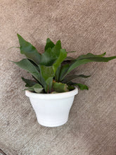 Load image into Gallery viewer, Platycerium sp. 10" Wall Planter - Staghorn Fern