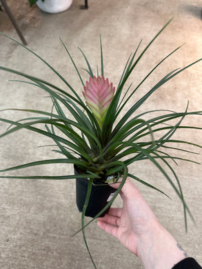 Tillandsia cyanea 4