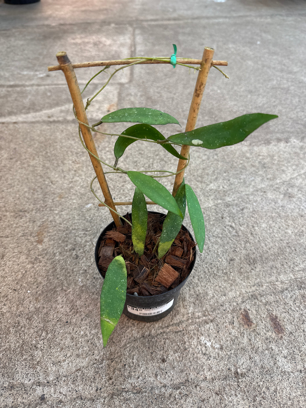 Hoya scortechinii 4