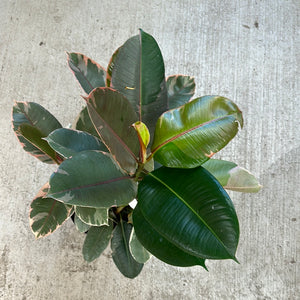 Ficus Ruby 10" - Rubber Plant