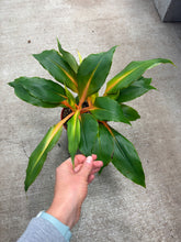 Load image into Gallery viewer, Chlorophytum Mandarin Orange 6&quot; - Spider Plant