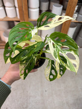 Load image into Gallery viewer, Monstera adansonii 'Albo Variegata' 4" - Variegated Swiss Cheese Plant