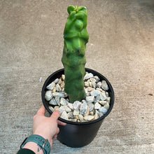 Load image into Gallery viewer, Pachycereus schottii f. monstrosus #2 - Totem Pole Cactus