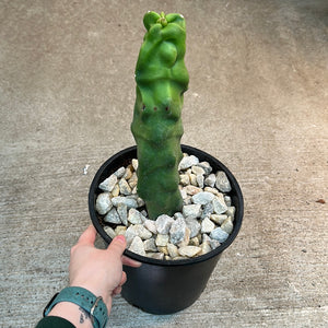 Pachycereus schottii f. monstrosus #2 - Totem Pole Cactus