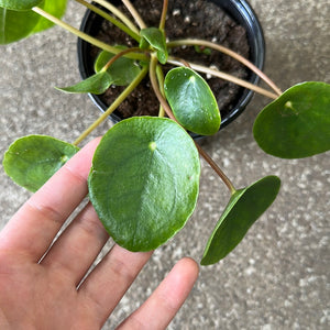 Pilea peperomioides 4" - Chinese Money Plant