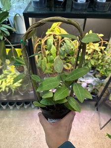 Hoya elliptica 4"