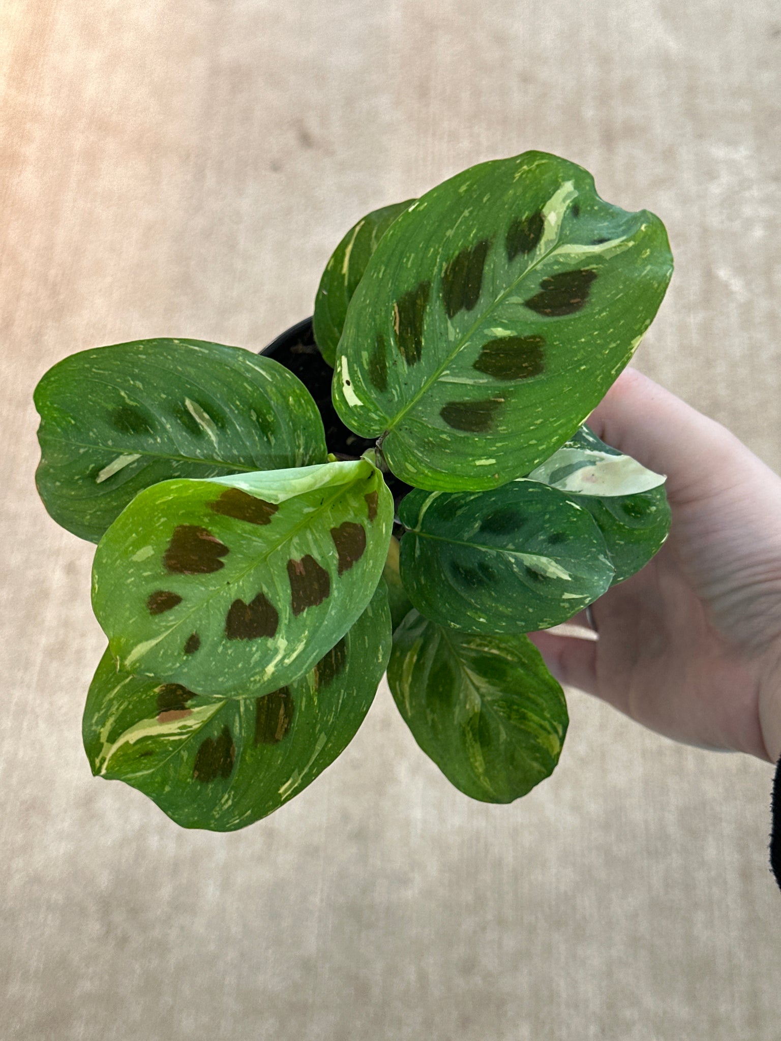 variegated prayer plant for sale Maranta l. k. 'Variegata' 4"
