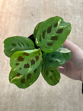 Maranta l. k. 'Variegata' 4
