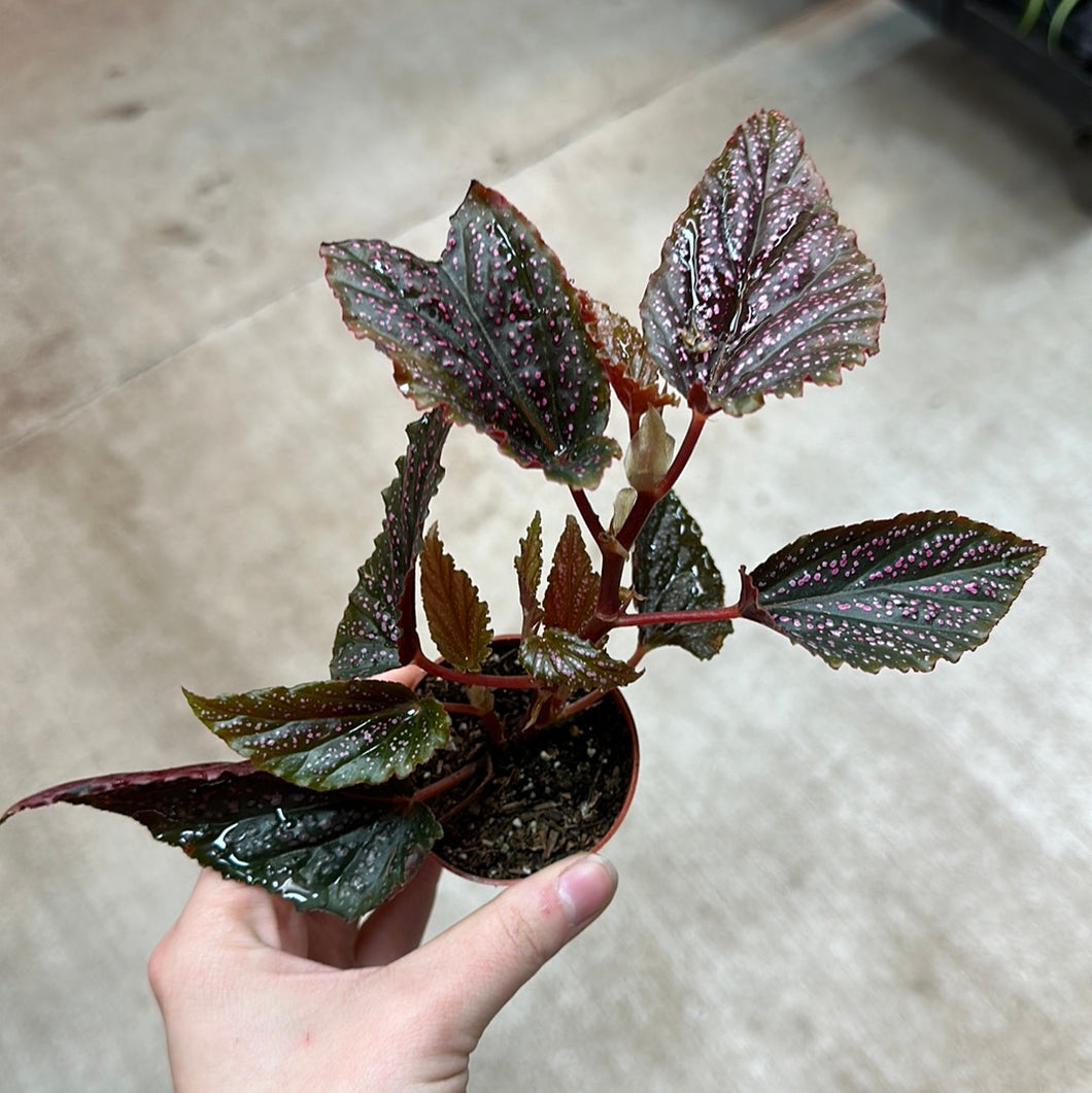 Begonia Maculata Pink Spot 2