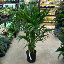 Load image into Gallery viewer, Chamaedorea cataractarum 10&quot; - Cat Palm