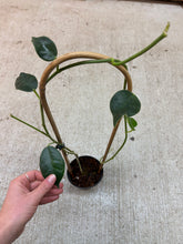 Load image into Gallery viewer, Hoya gigas 4"