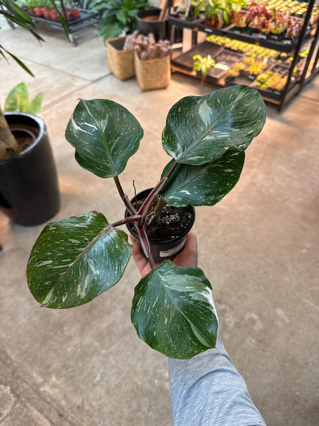 black knight philodendron for sale Philodendron White Knight Galaxy 4" – Kent East Hill Nursery