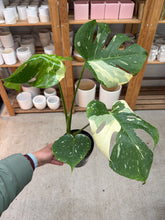 Load image into Gallery viewer, Monstera Thai Constellation 6"