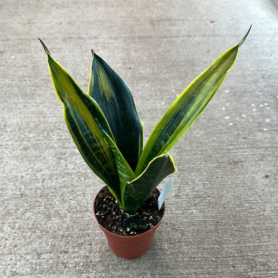 Sansevieria Flame 4