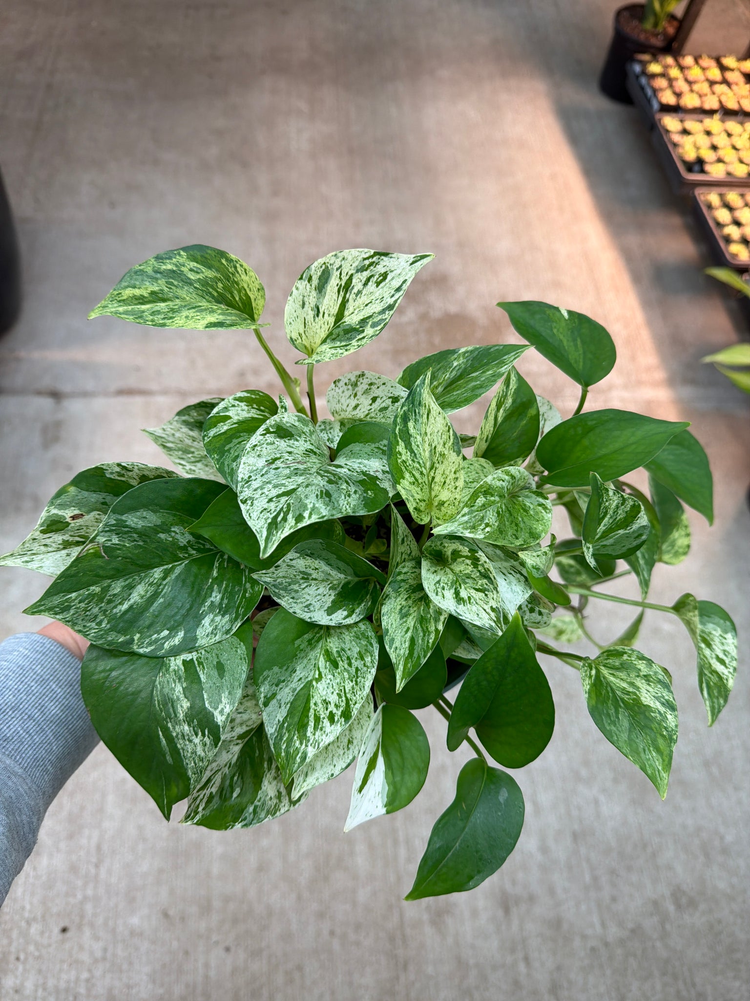 marble.queen pothos Epipremnum 'Marble Queen' 6"