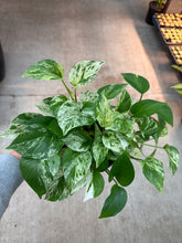 Load image into Gallery viewer, Epipremnum 'Marble Queen' 6" - Marble Queen Pothos