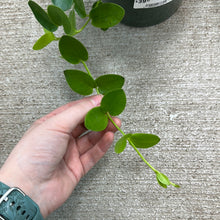 Load image into Gallery viewer, Hoya cumingiana HB 6&quot;