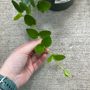 Hoya cumingiana HB 6"