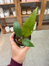 Load image into Gallery viewer, Hoya aceh gayo 2" - Wax Plant