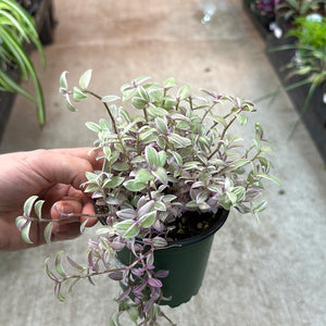 Callisia 'Pink Lady' 4" - Pink Lady Turtle Vine