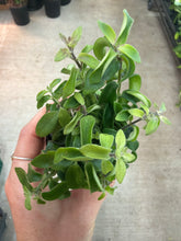 Load image into Gallery viewer, Aeschynanths Rasta 3&quot; - Curly Lipstick Plant