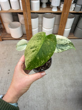Load image into Gallery viewer, Monstera White Monster 2"