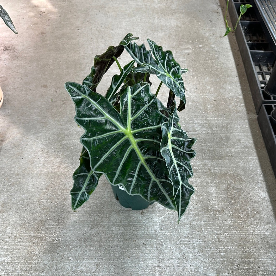 Alocasia Polly 8