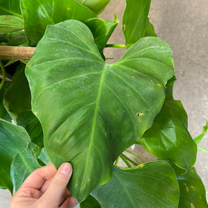 Philodendron 'Giganteum' 10"