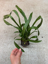 Load image into Gallery viewer, Miltassia Royal Robe Double 4"