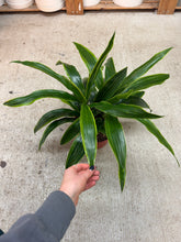 Load image into Gallery viewer, Dracaena Limon 8"