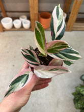 Load image into Gallery viewer, Stromanthe Triostar 4"