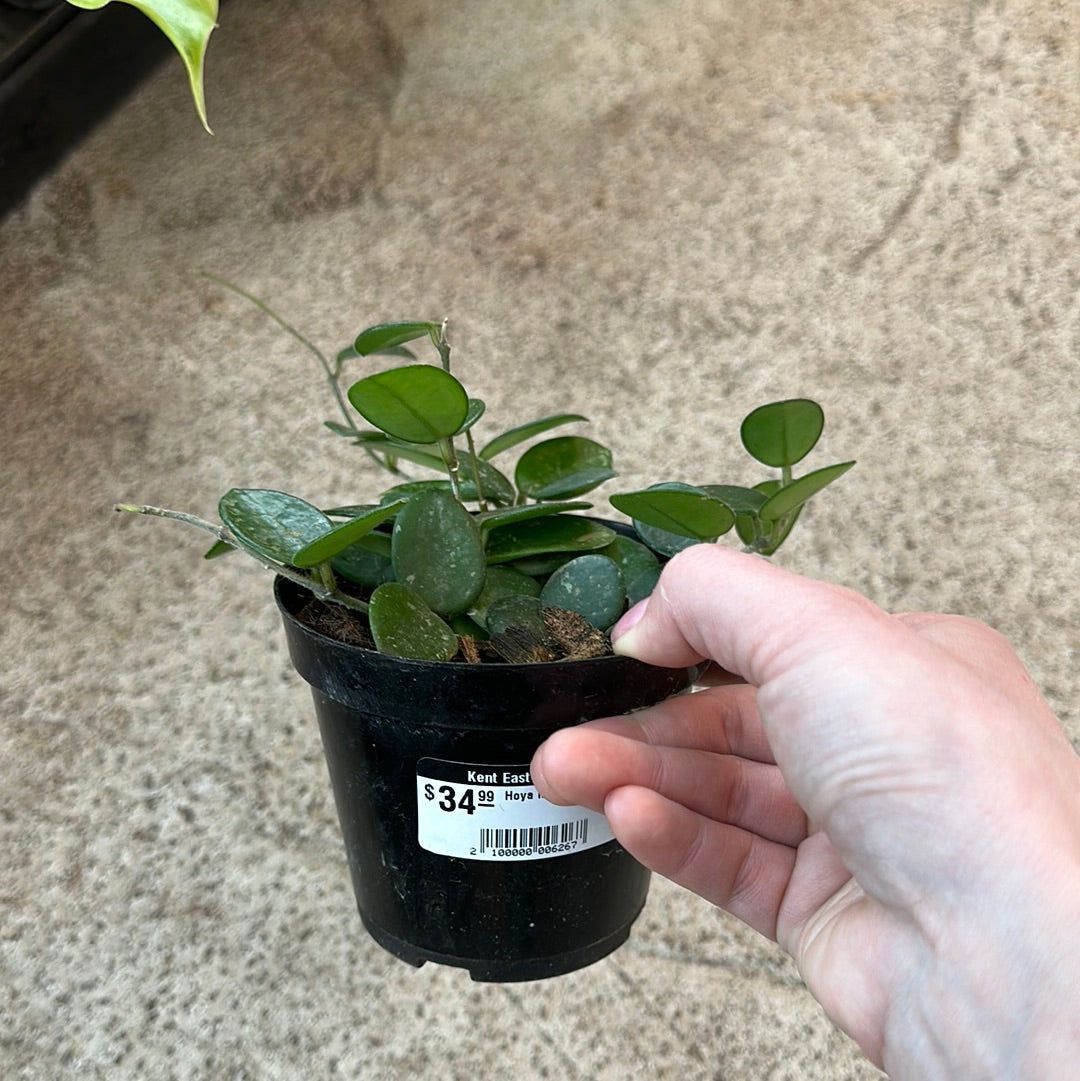 Hoya mathilde 4