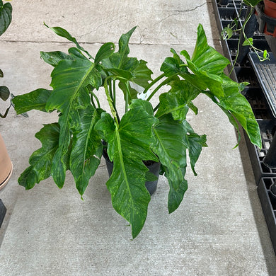 Philodendron Golden Dragon 8