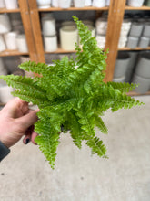 Load image into Gallery viewer, Nephrolepis exaltata 'Fluffy Ruffles' 4" - Boston Fern