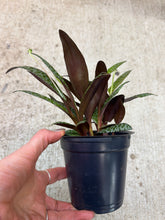 Load image into Gallery viewer, Scilla violacea Ledebouria Socisllis 4" - Leopard Lily