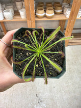 Load image into Gallery viewer, Drosera sp. 4" - Sundew