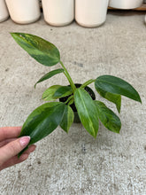 Load image into Gallery viewer, Philodendron Jose Buono 4"