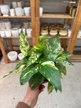 Load image into Gallery viewer, Epipremnum pinnatum Yellow Sunrise 6" - Pothos