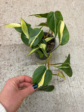 Load image into Gallery viewer, Philodendron Rio 4"