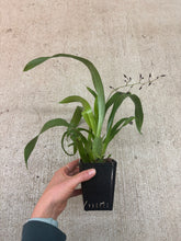 Load image into Gallery viewer, Oncidium Heaven Scent 'Sweet Baby' 4"