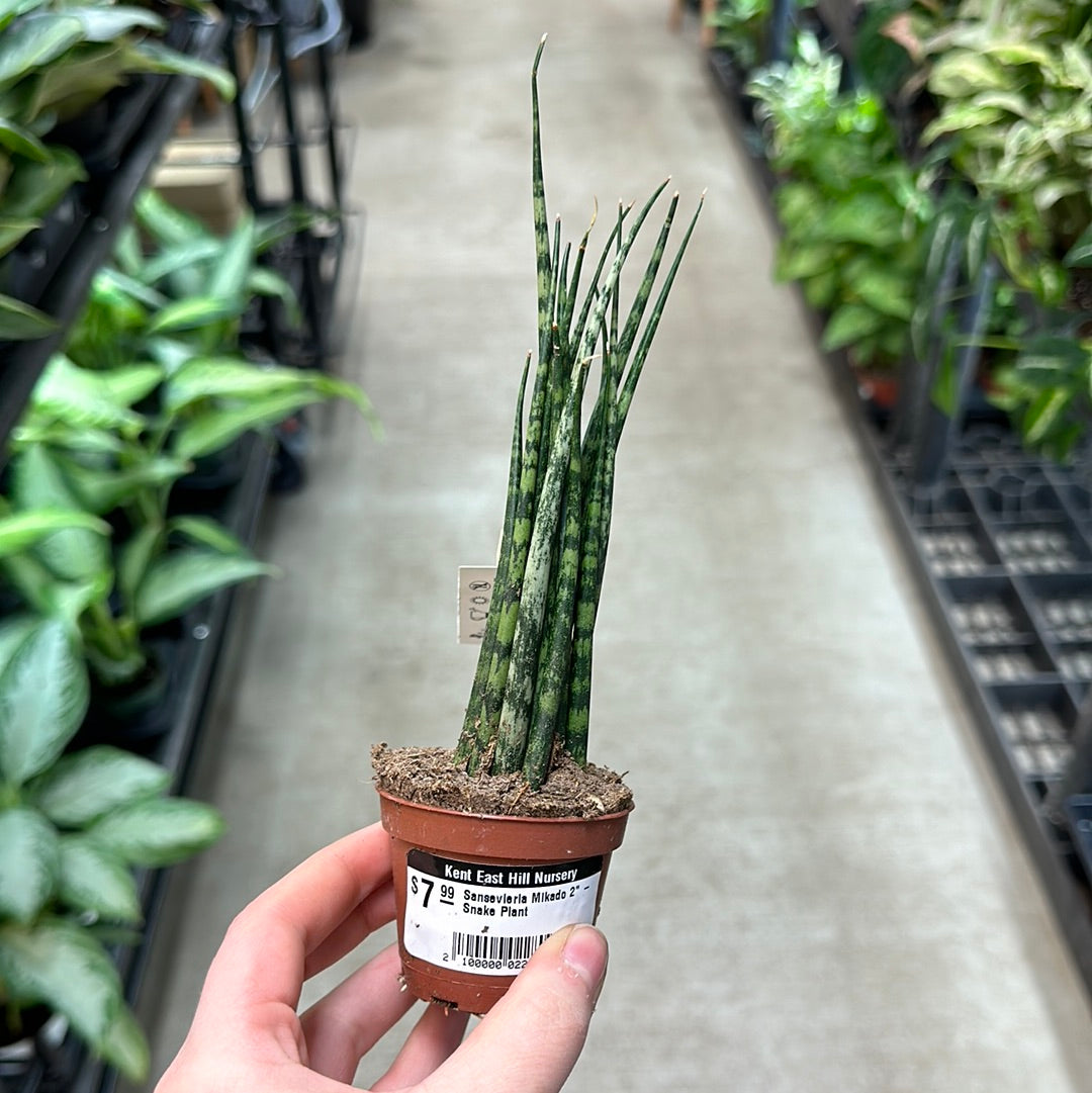 sansevieria mikado Sansevieria Mikado 2"