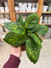 Load image into Gallery viewer, Homalomena Camouflage 4"