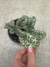 Load image into Gallery viewer, Primulina dryas 4" - Primulina