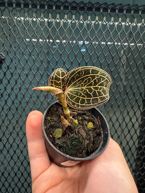Ludisia discolor 'Electric Eel' 2