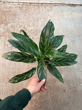 Load image into Gallery viewer, Aglaonema Sombras 4&quot; - Chinese Evergreen