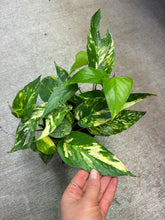 Load image into Gallery viewer, Epipremnum pinnatum Yellow Sunrise 6&quot; - Pothos