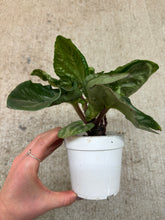 Load image into Gallery viewer, Peperomia Ecuador 4"